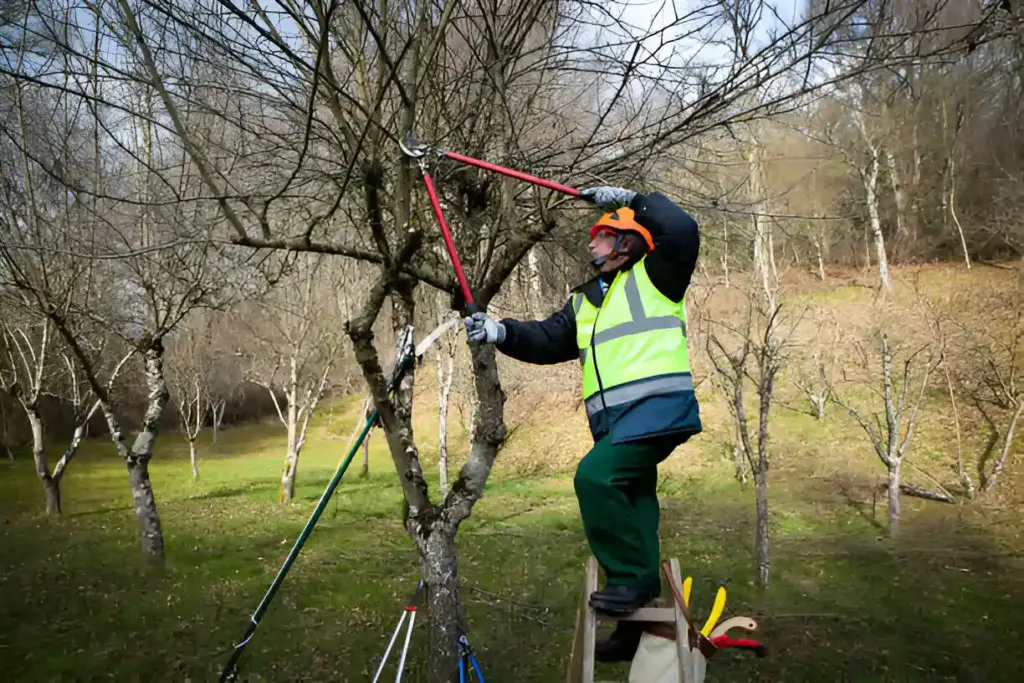 Regular Tree Inspections and When to Call an Arborist in Newtown Square