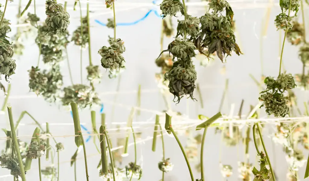 Breaking Down the Differences between Dry Cannabis and Fresh Flower