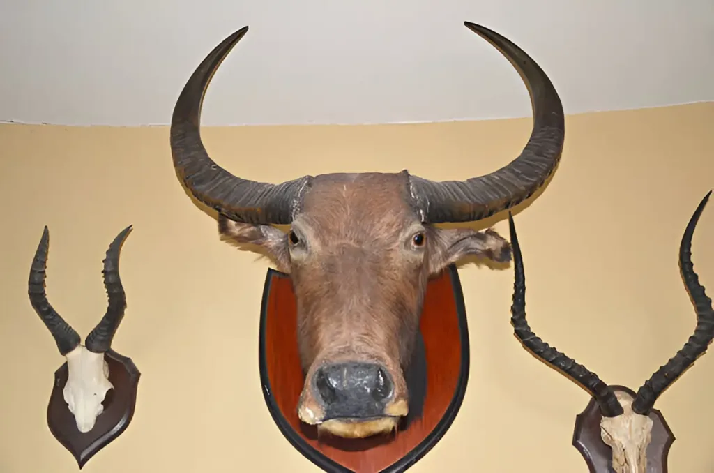 Incorporating a Buffalo Skull into Your Home Décor