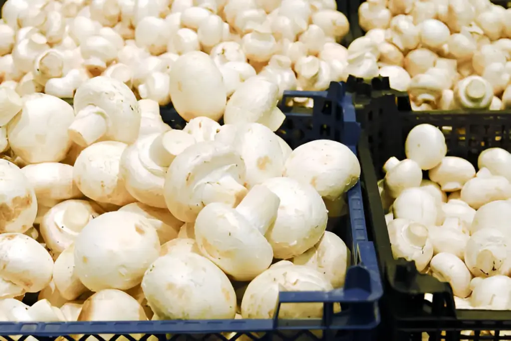 The Mushroom Craze: Why These Products Are Flying Off the Shelves