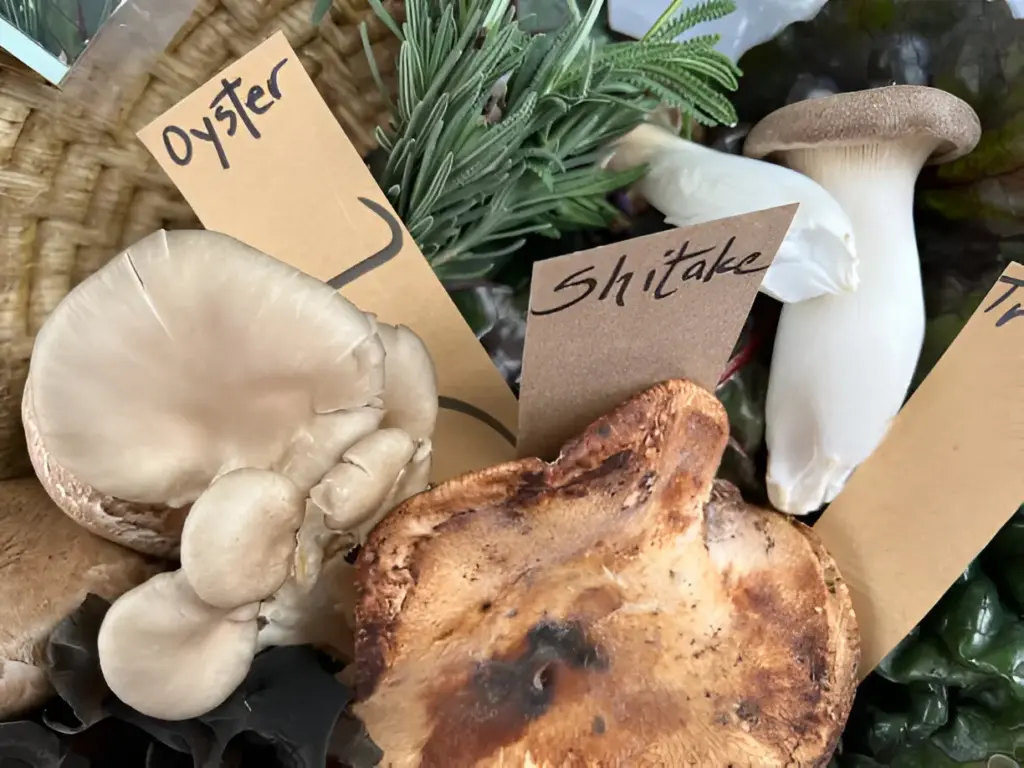 Tips for Growing Medicinal and Gourmet Mushrooms