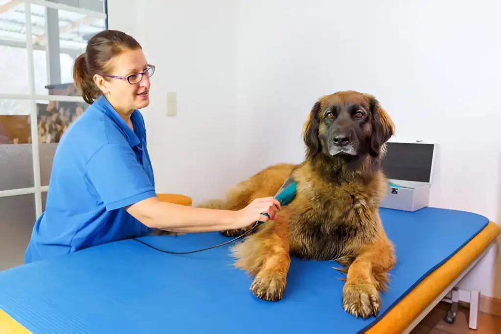 Understanding the Training and Qualifications of a Deep-Pressure Therapy Dog