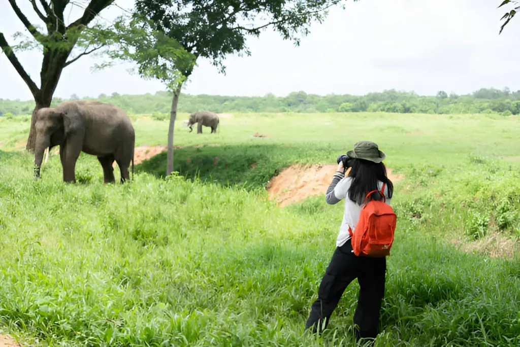 The Ultimate Guide to Visiting an Elephant Sanctuary What You Need to Know